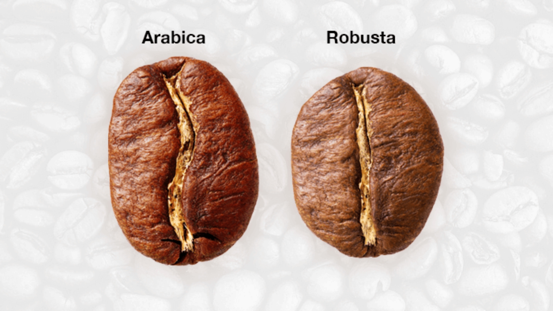 Difference Between Robusta and Arabica Coffee Beans