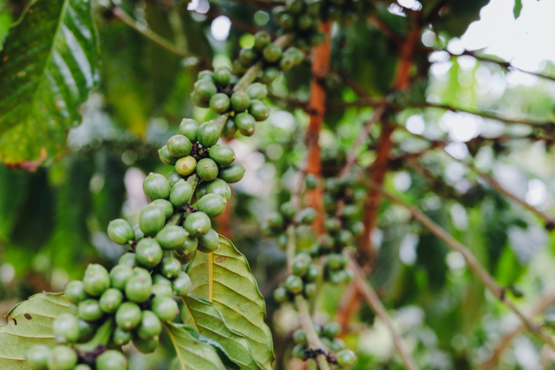 Sidikalang Green Coffee beans
