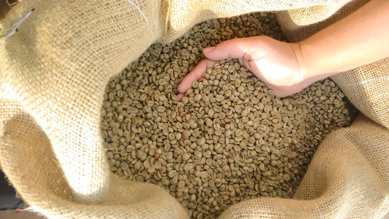 20230711133245 fpdl.in farmer holding dry shelled coffee beans brazil agro concept image 88235 630 medium