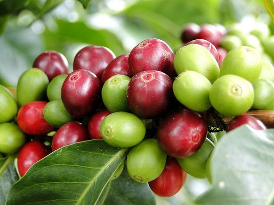 Kintamani Green Coffee Beans