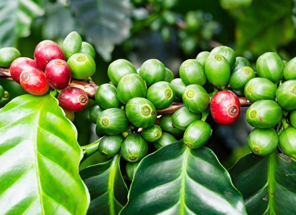 Arabica Coffee Production