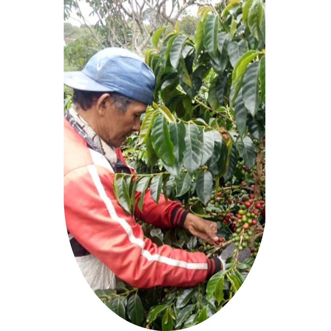 Indonesian Coffee Farmers