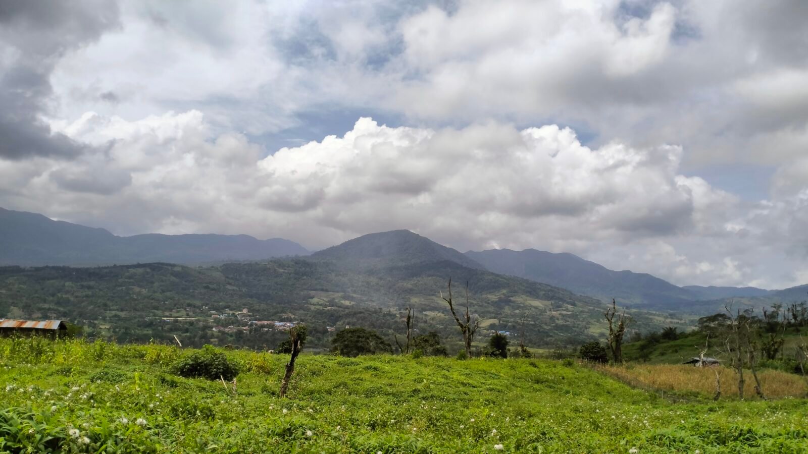 Pakpak Bharat - Coffee Plantation