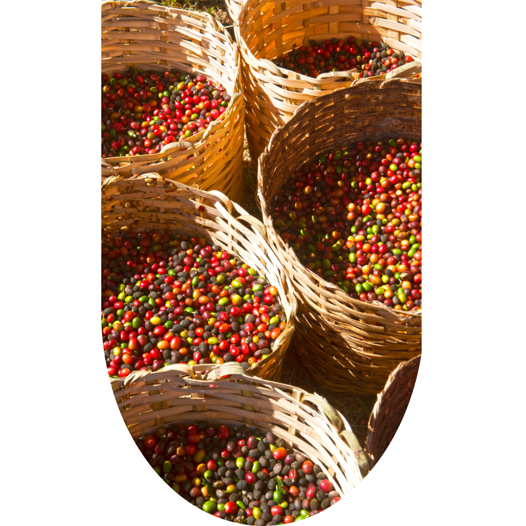 Red cherry sumatra coffee beans