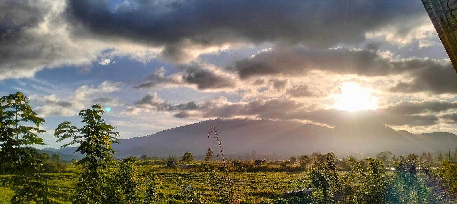 Takengon - Coffee Plantation