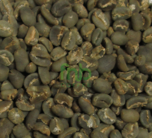 Sumatra Arabica Lintong Green Coffee Beans