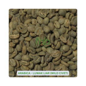 Sumatra Arábica - Luwak Liar (Civeta selvagem) Café verde em grão