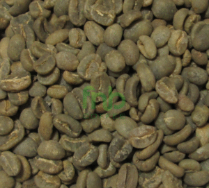 Sumatra Arabica - Luwak Liar (Wild Civet) Green Coffee Beans