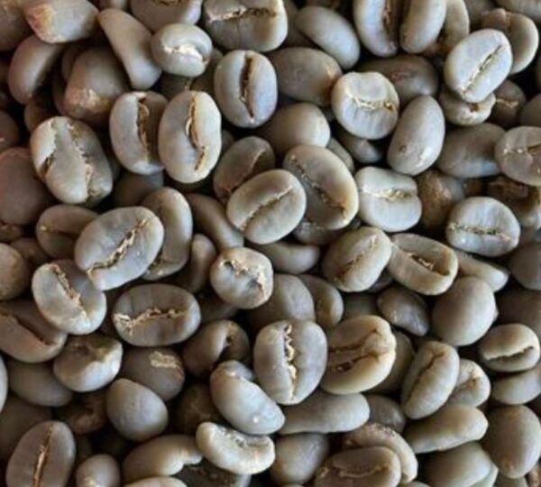 Gayo Full Wash