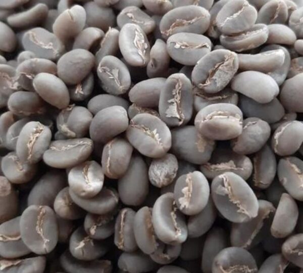 Gayo Red Bourbon
