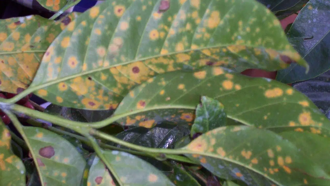 Anthracnose - Coffee Plant disease 