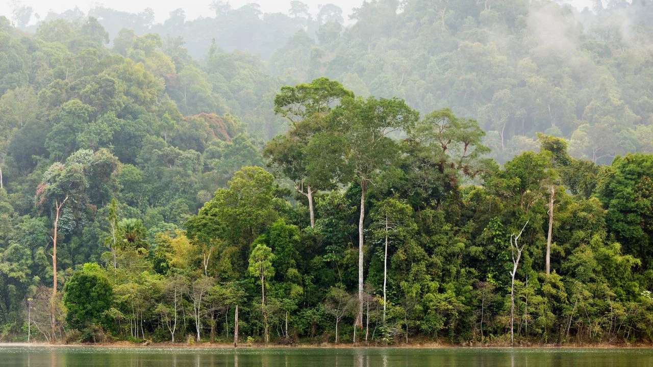 Climate Forest