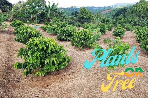 Coffee Beans Growing on Plants or Trees