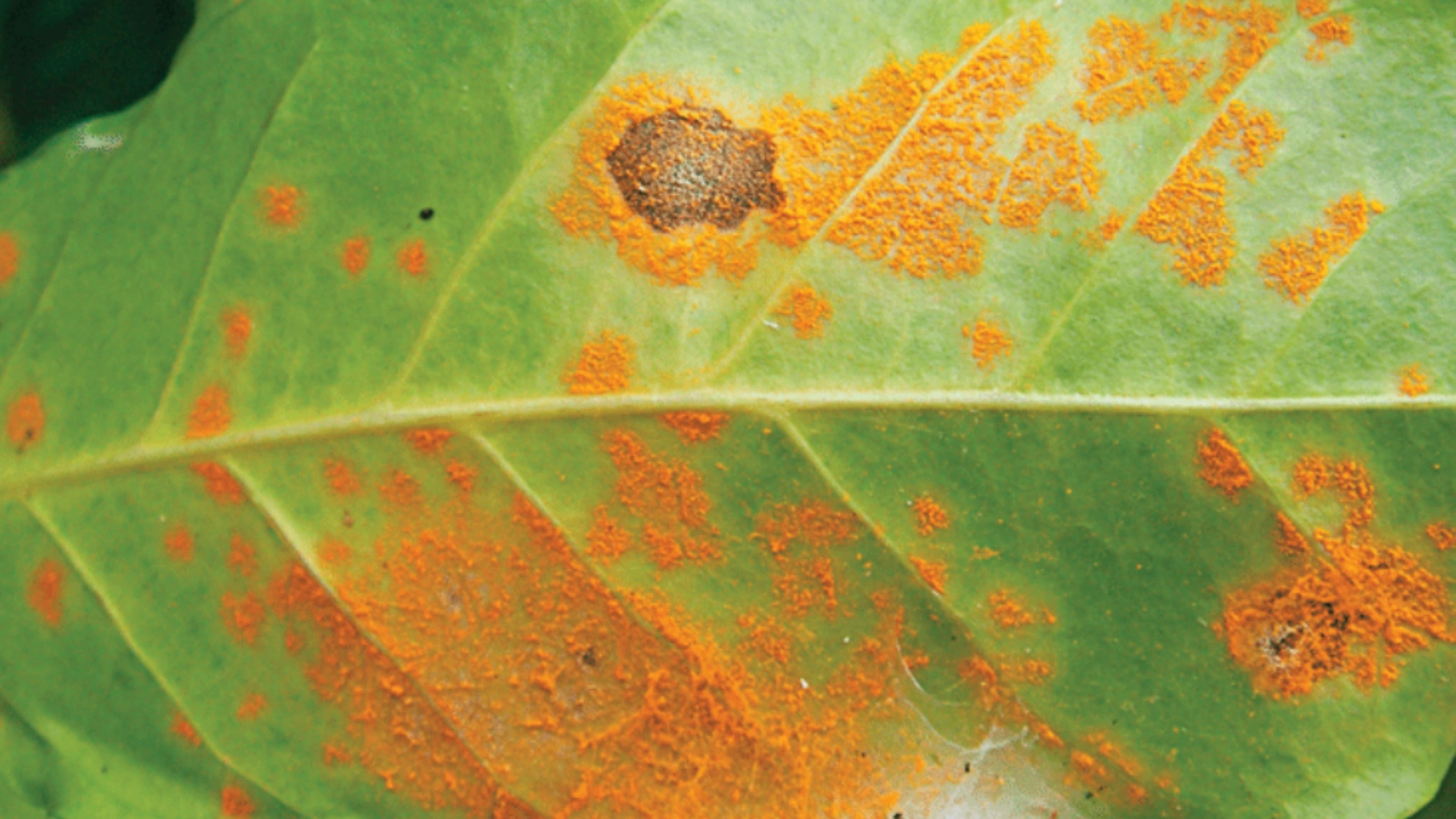 Coffee plant disease