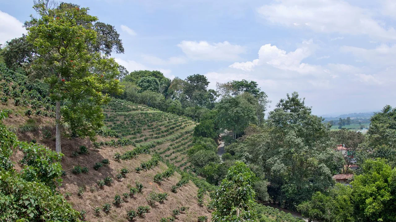 Coffee plantation on mountain