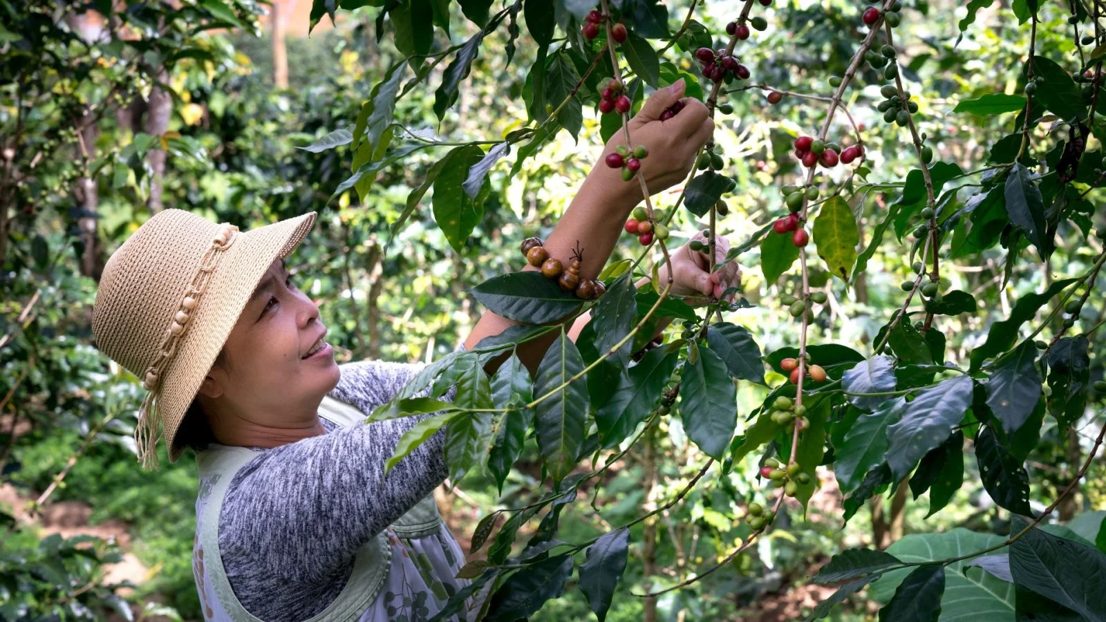 Delicious, These are 5 Sumatra Specialty Coffees that You Must Try