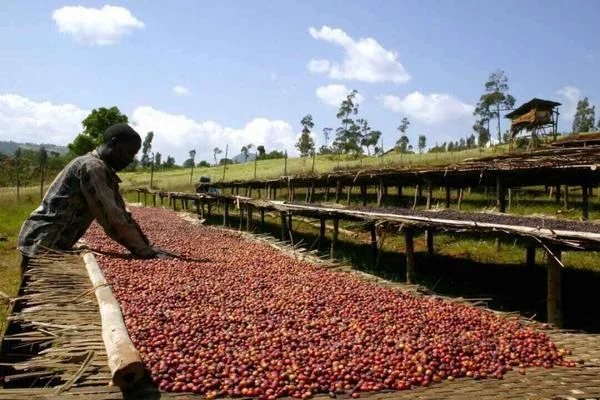 Dry Processing Method Coffee Beans