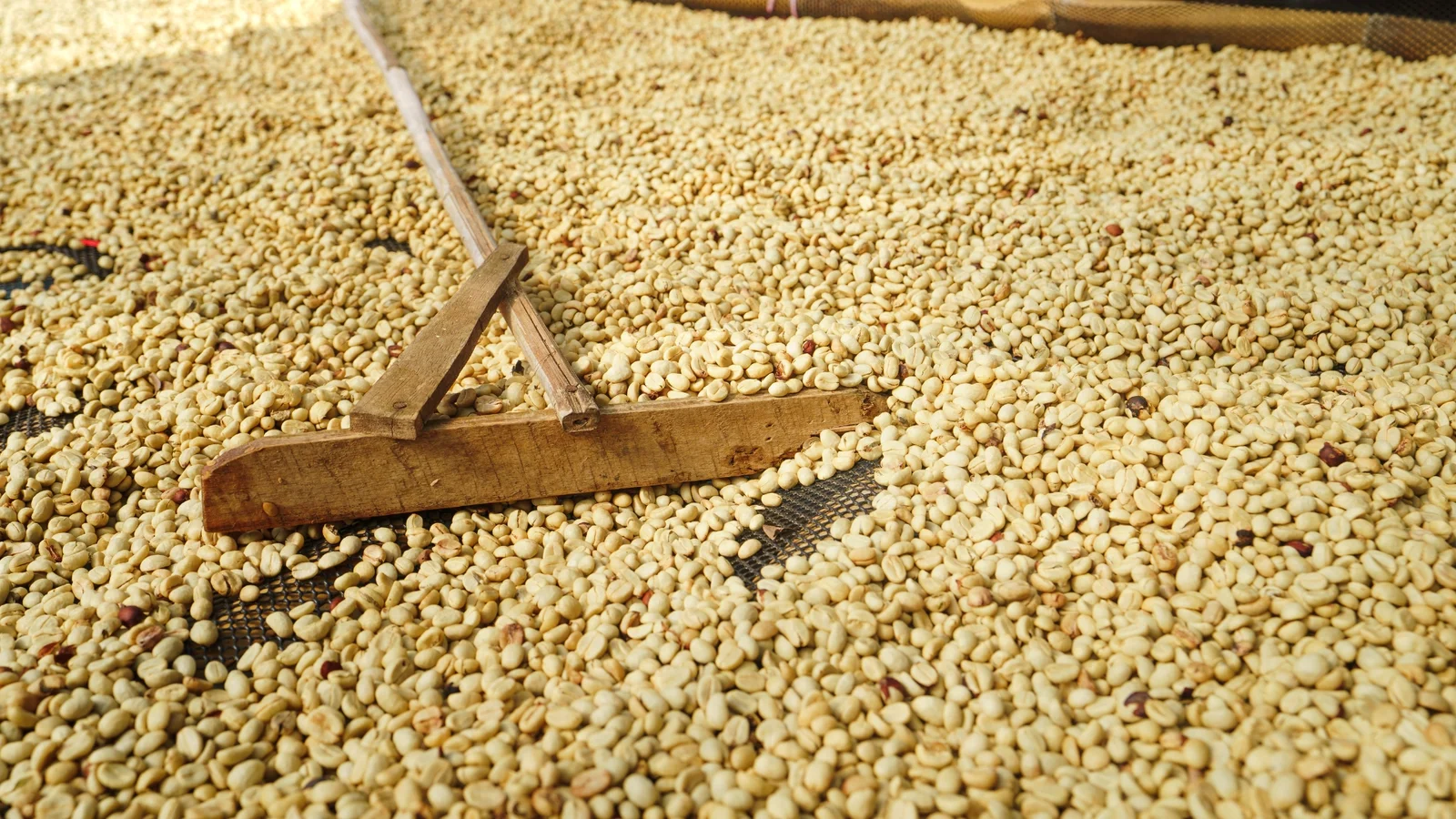 Drying Coffee Beans