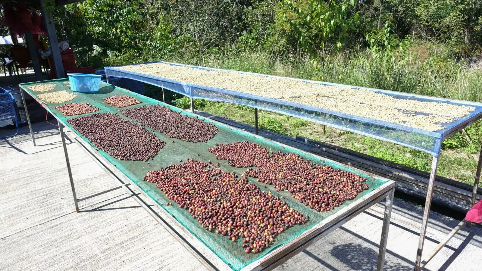 Drying Process Coffee Beans