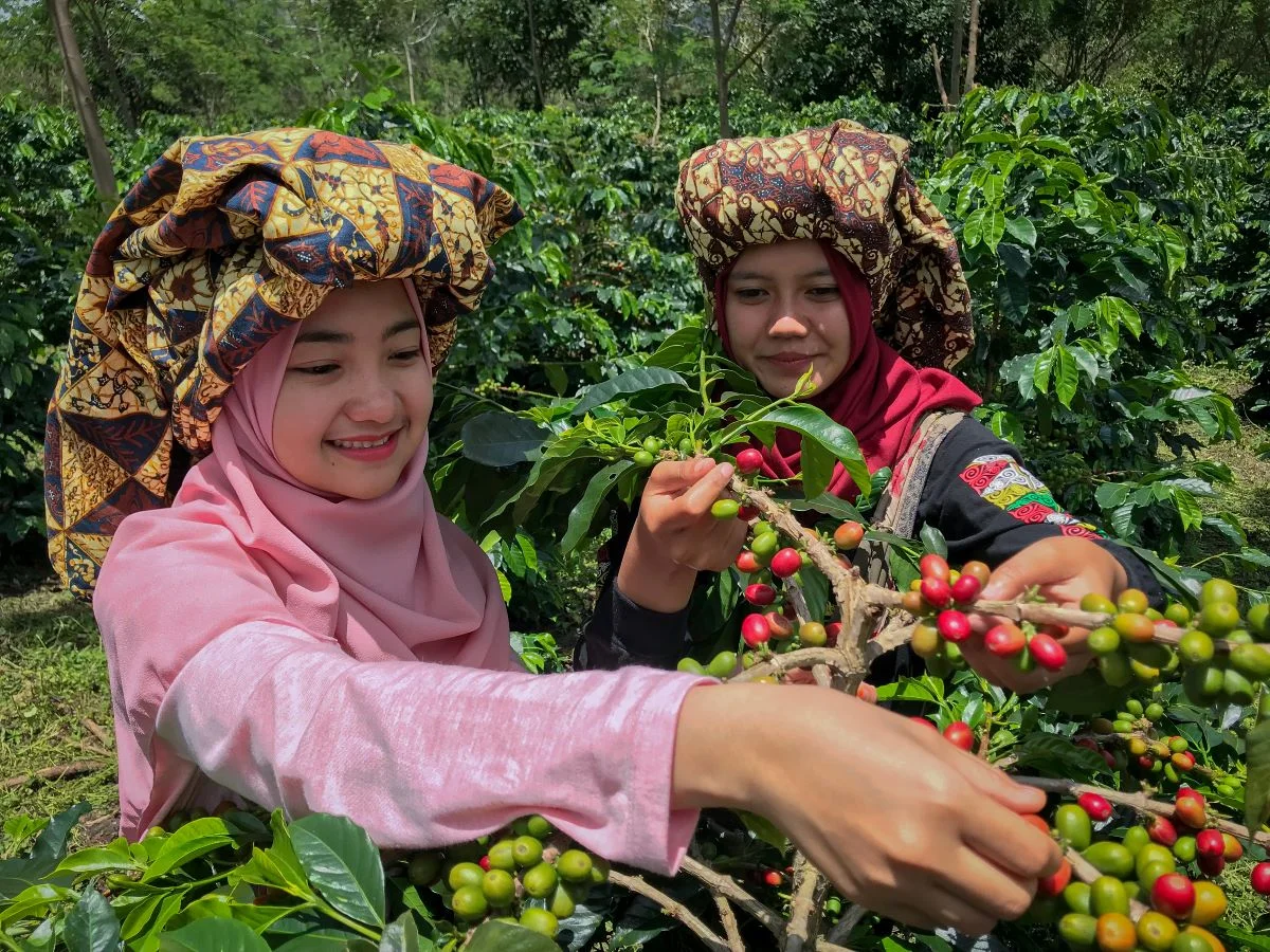 Sumatra Mandheling Coffee Selection