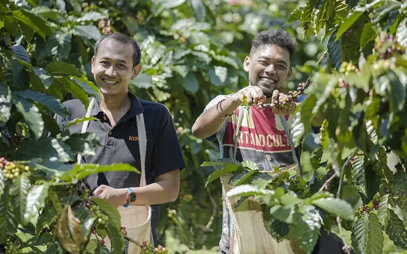 Gayo