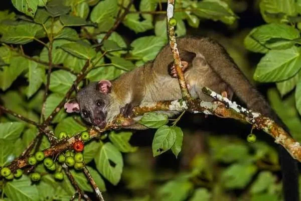 Habitat of Asian Palm Civets