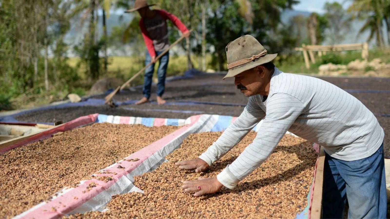 Indonesia farmers