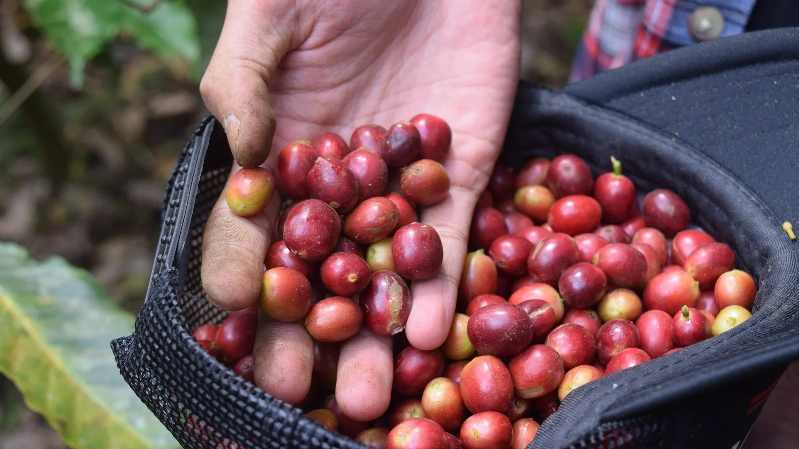 Indonesian Arabica Coffee