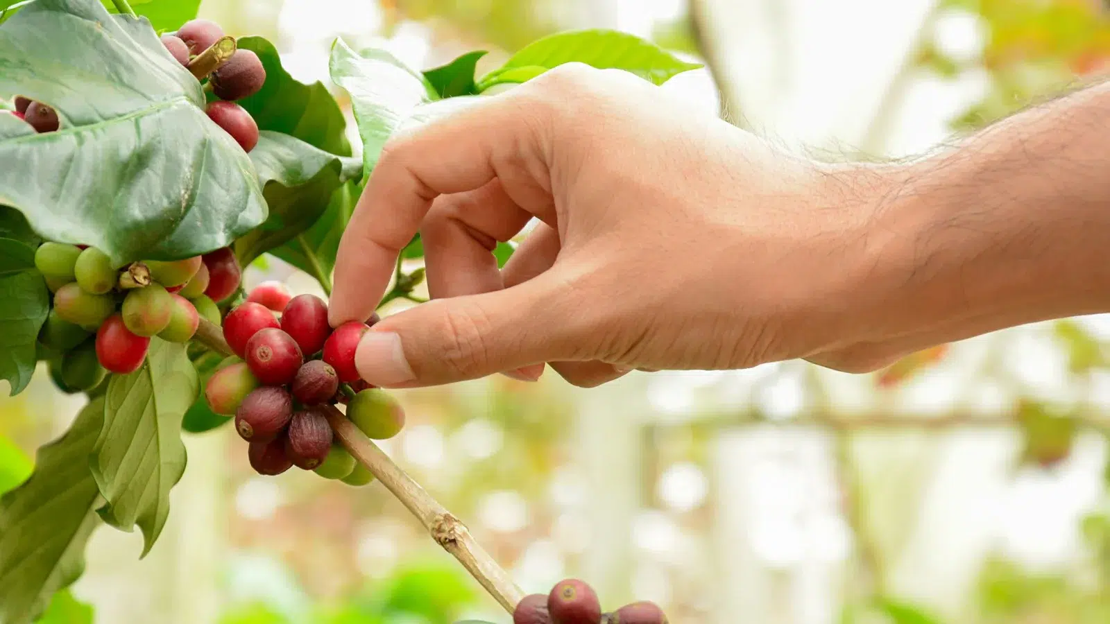 Java Arabica Coffee Beans Characteristics, Taste & Where to Buy!