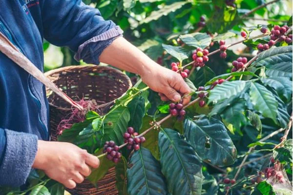 Plants Grow Coffee Beans