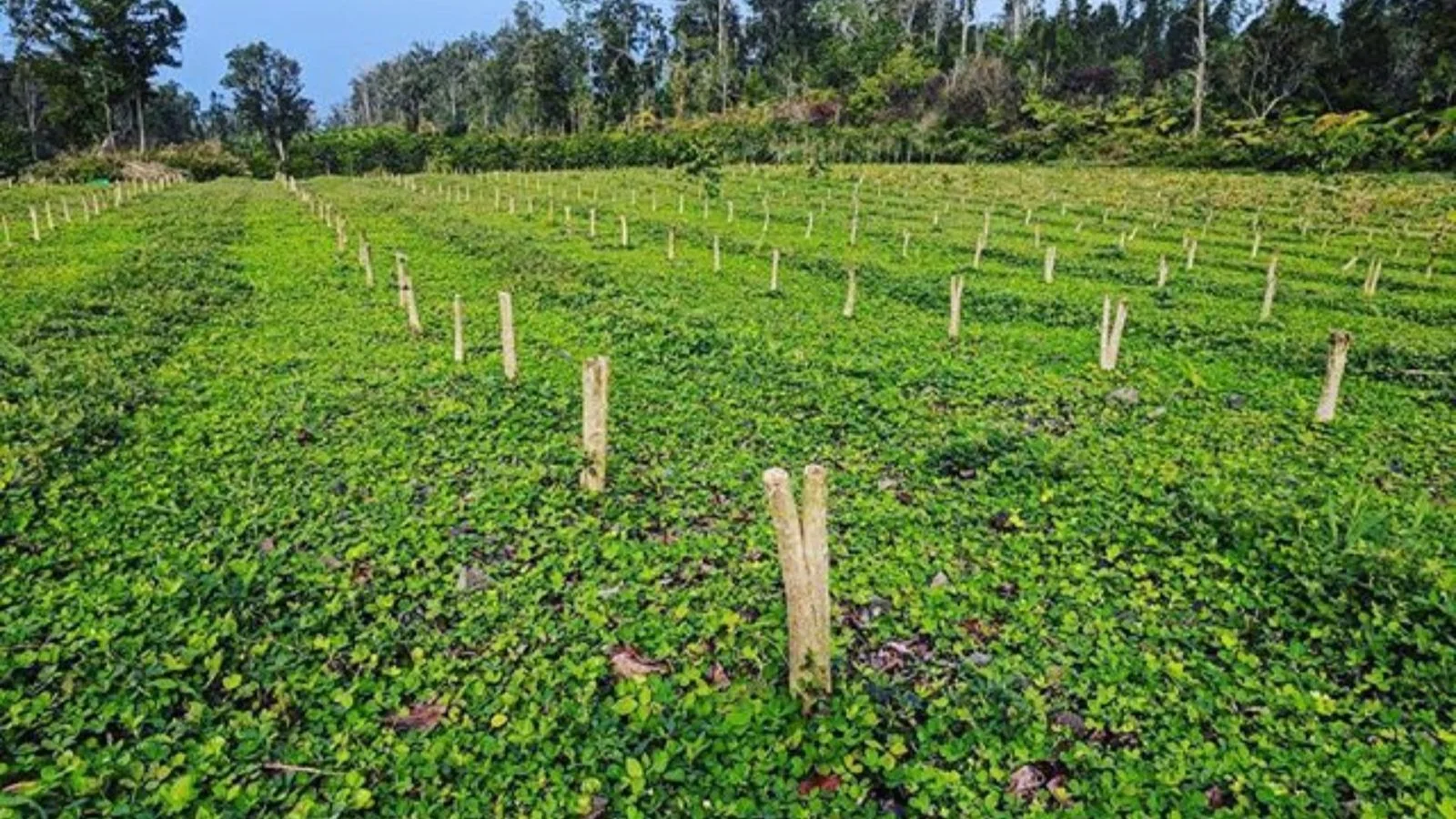 Pruning and Stumping for Coffee Plantation