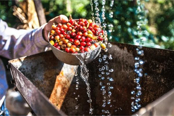 Wet Processing Method Coffee Beans