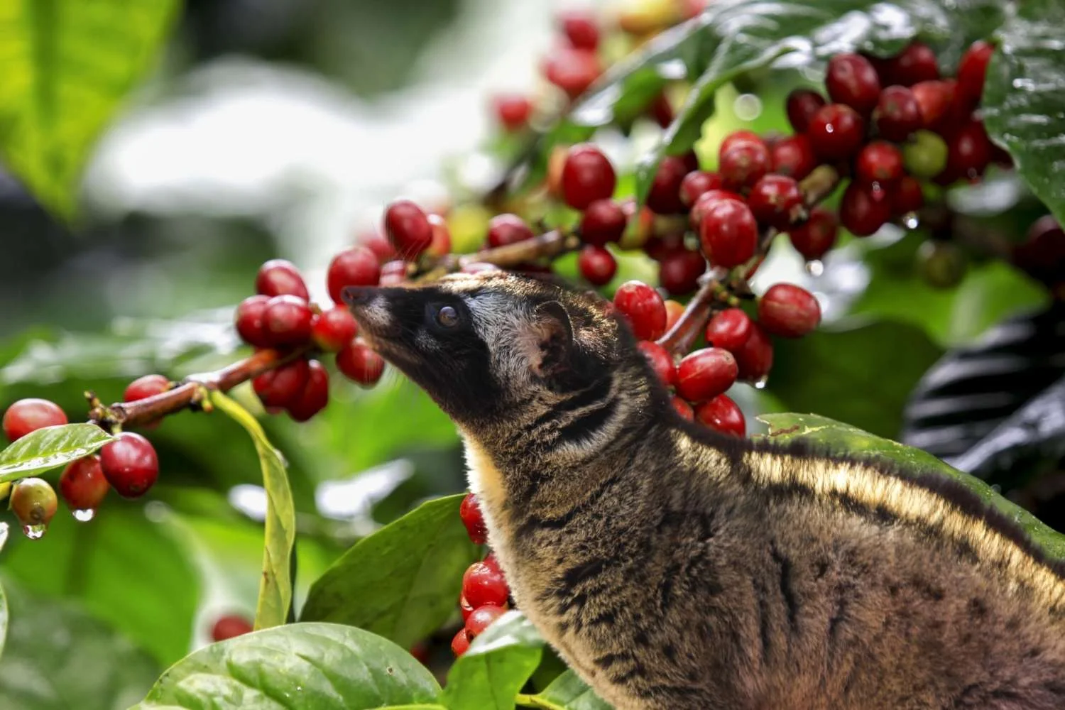 Wild Civet Coffee