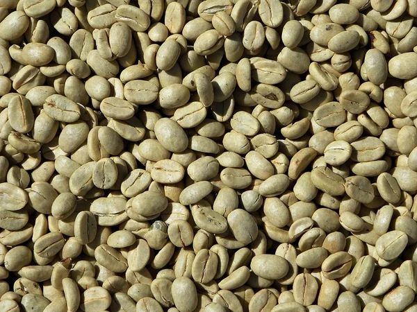 coffee bean varieties