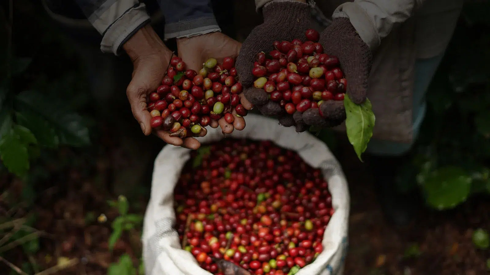 Coffee Guideline 101: Growing a Coffee Plant By Fnb Tech Expert!