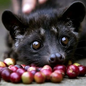 wild civet coffee vs captive civet coffee