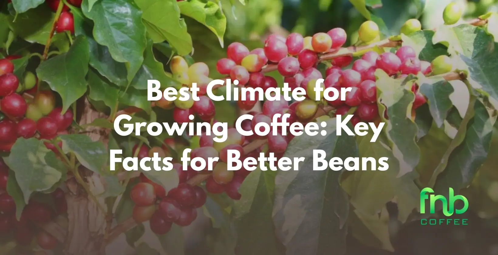 Best Climate to Grow Coffee