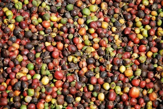 Coffee Cherries