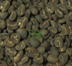 ELB Green Dino