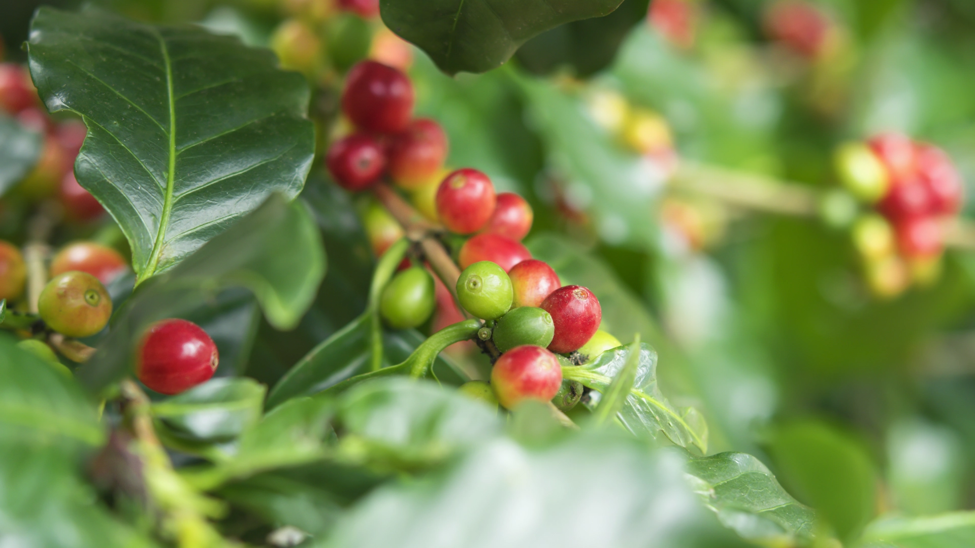 Green Coffee Beans Plantation