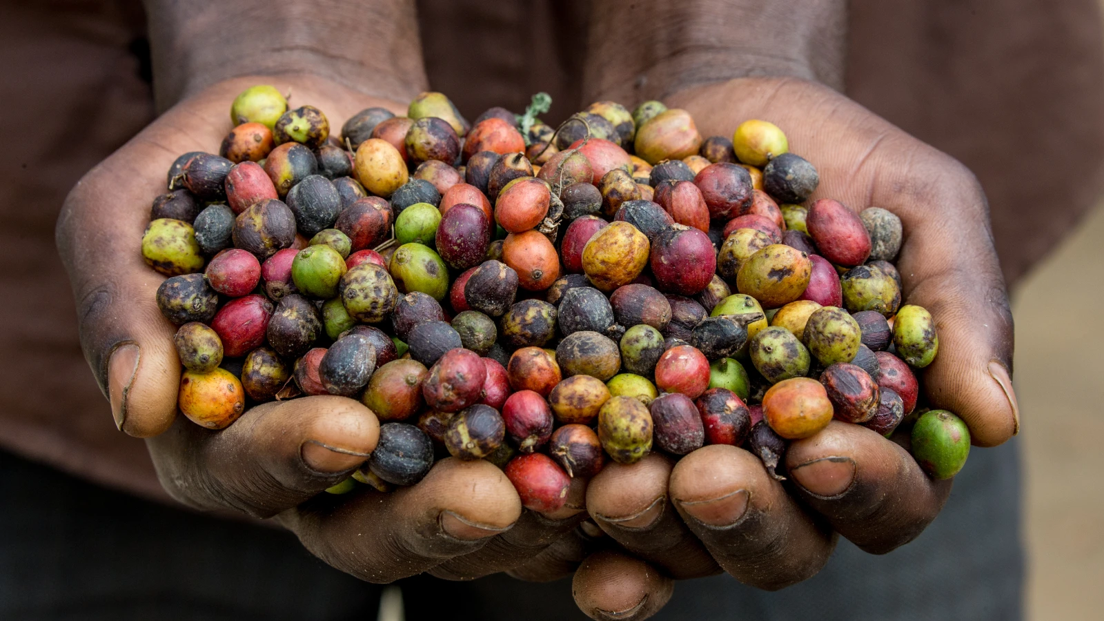 Papua Coffee Beans