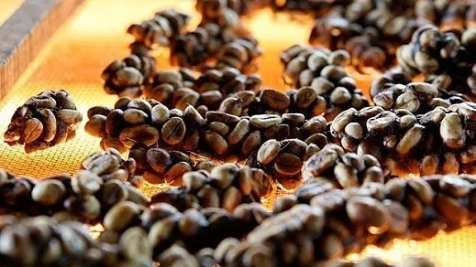 Wild Civet Coffee