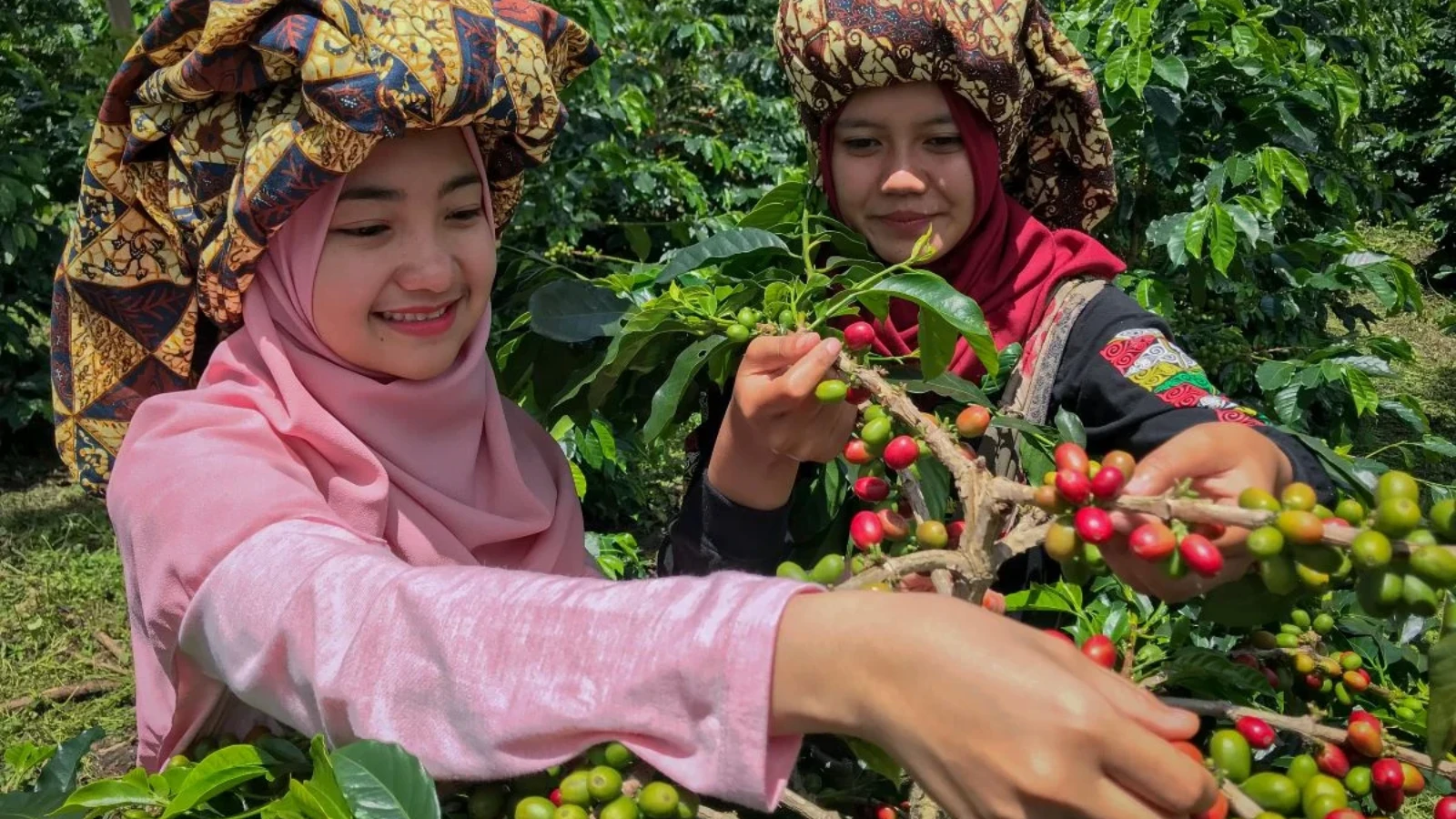 Hand-Picking Sumatra Coffee Beans