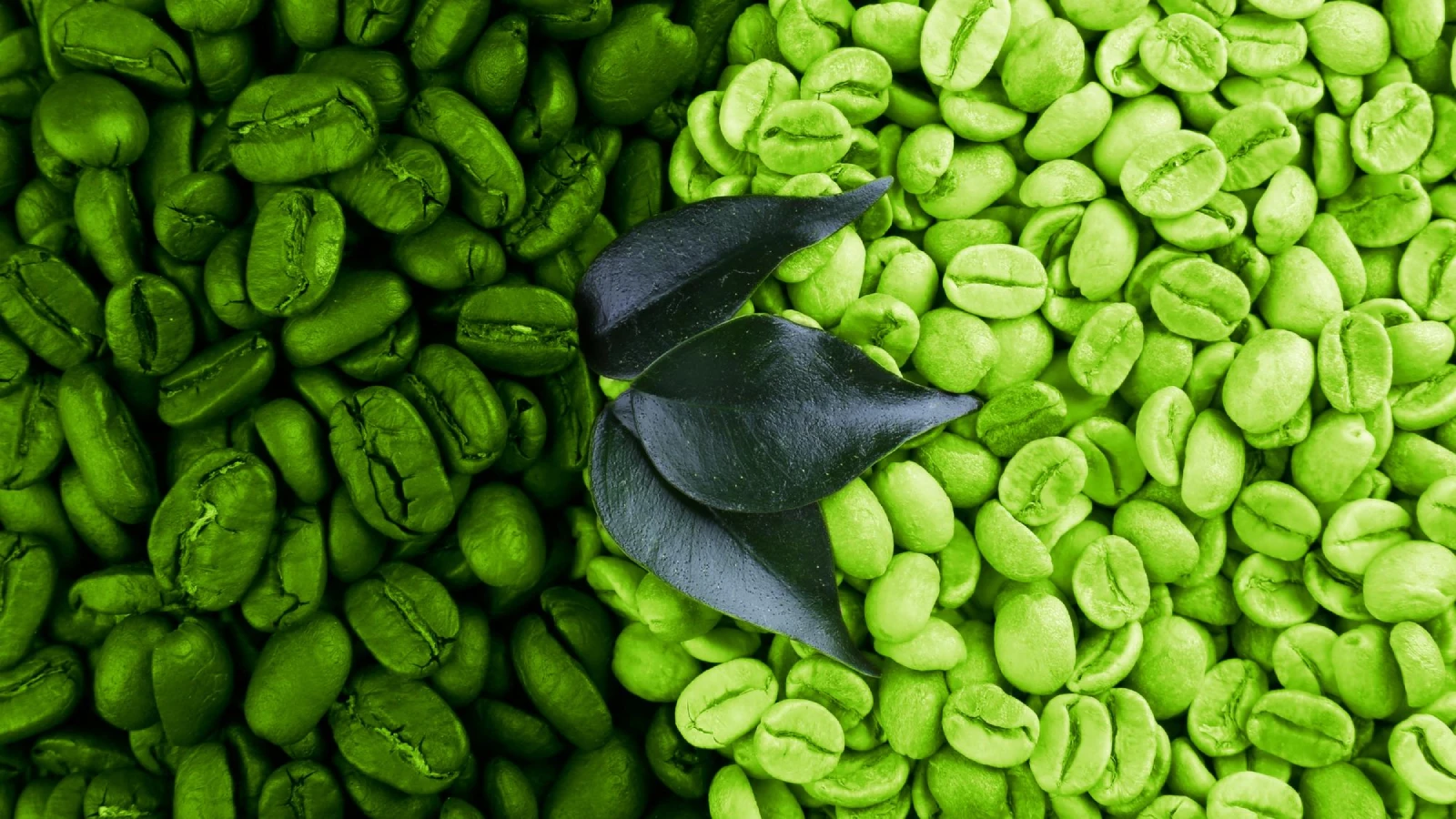 How to Use Green Coffee Beans for Weight Loss