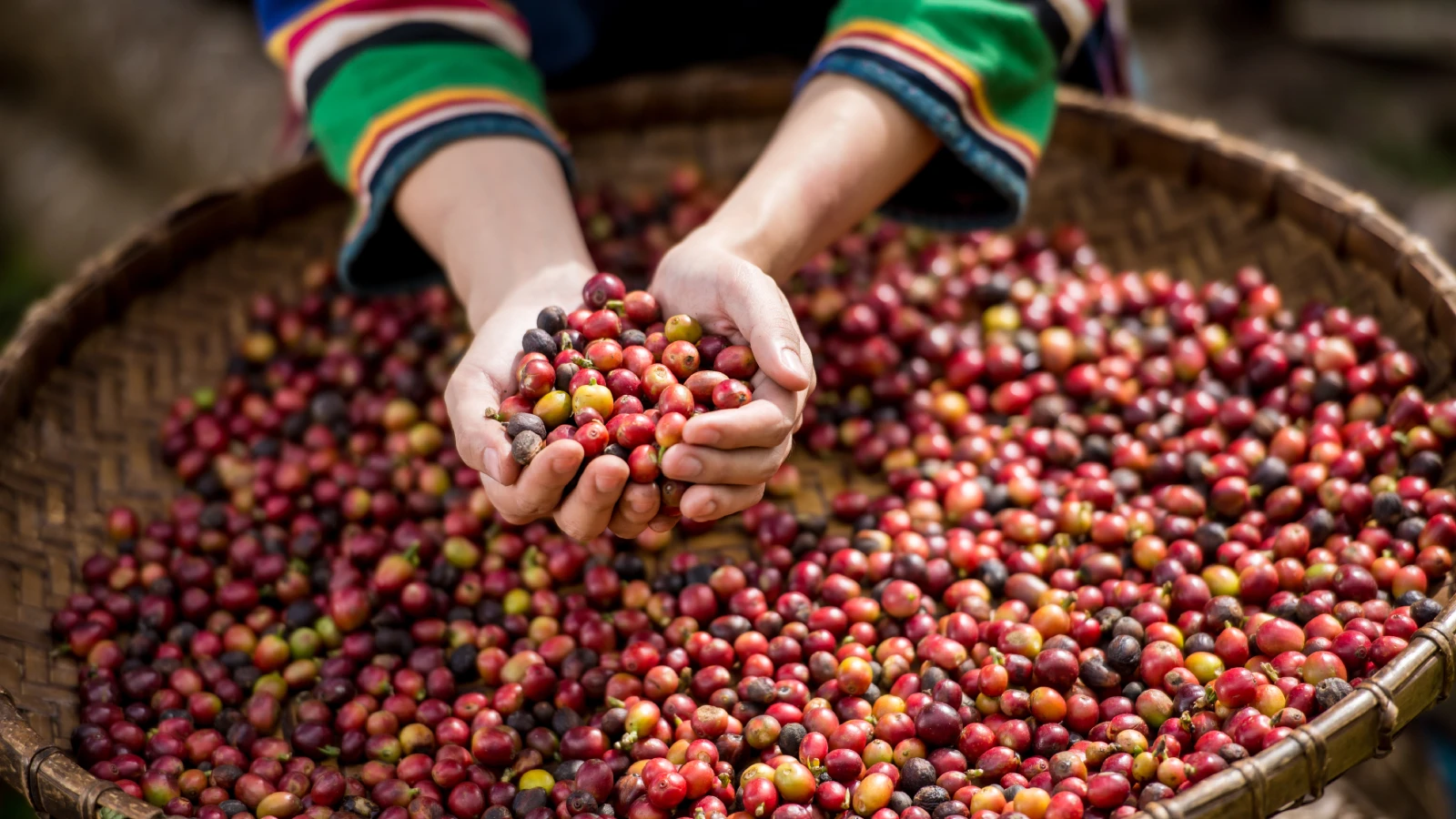 Coffee Production in Indonesia