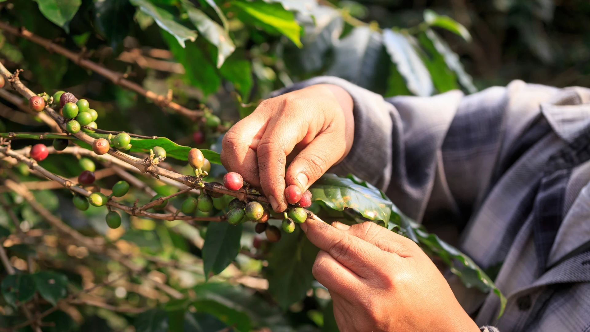 Organic vs Non Organic Coffee