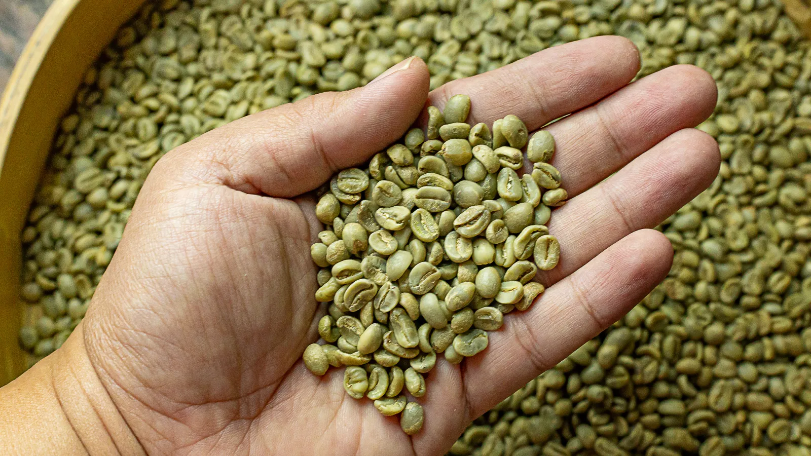 What Is Green Coffee Bean Extract