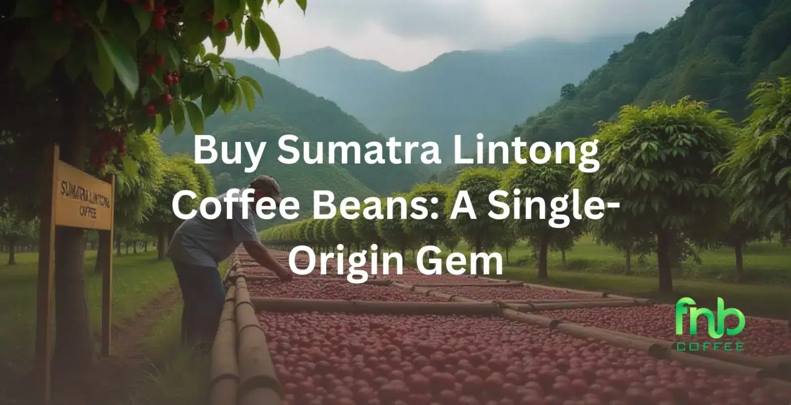 Buy Sumatra Lintong Coffee Beans: A Single-Origin Gem