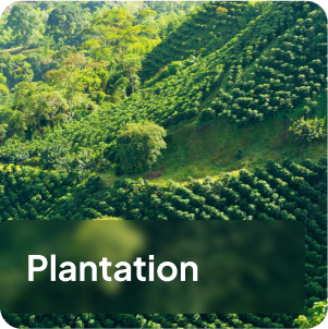 plantation