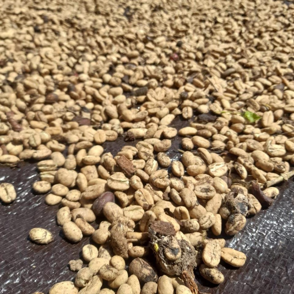 Kopi Luwak Coffee 7 Wild Luwak Coffee Beans